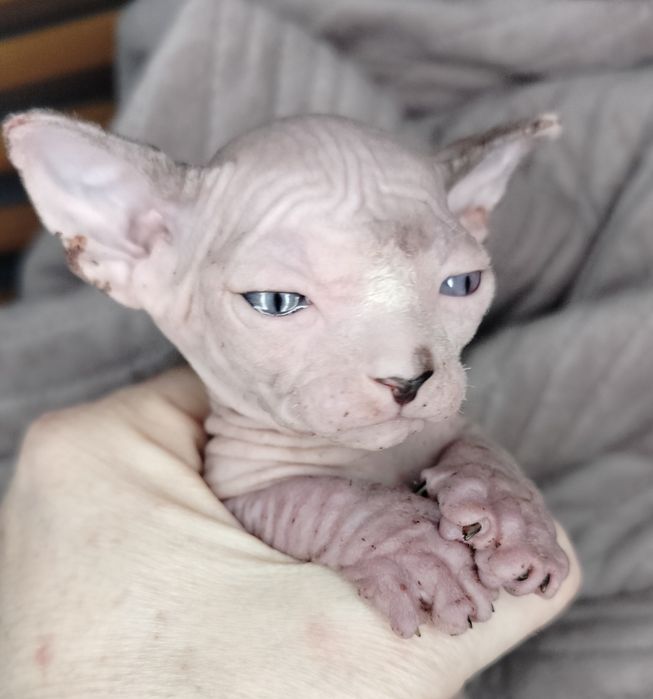 Sfinks Kanadyjski, kocurek