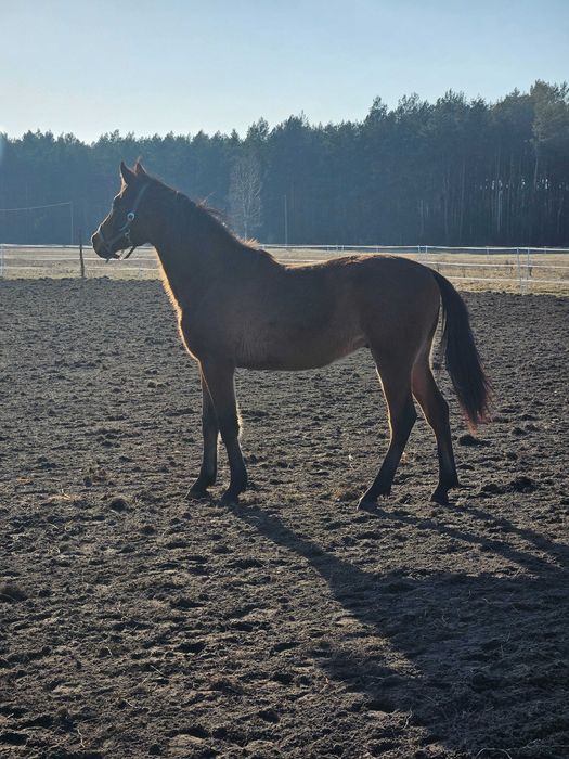 Ogierek na sprzedaż
