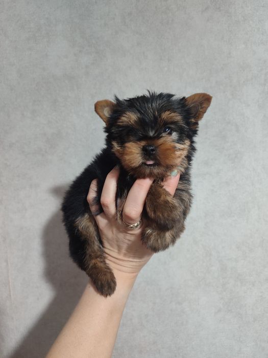 Йоркширський тер'єр.Міні йорки