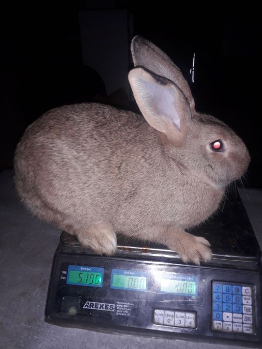 Кролики Строкач, Боргунець,Обер.Помісь