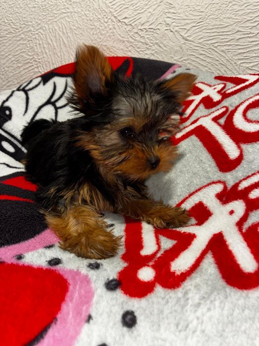 Yorkshire terrier suczka