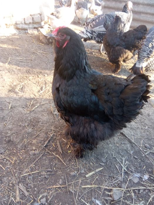 Продам інкубаційні яйця курей породи брама Вінницька область