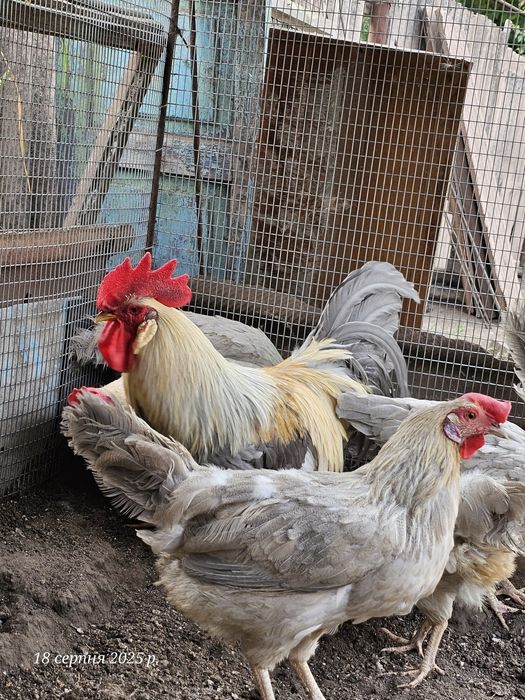 Курчата. Легорн Изабелла 3 мес.