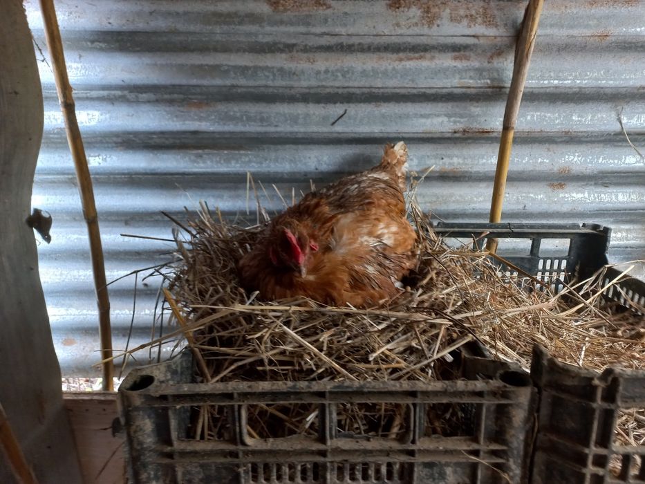 Vendo Galos e Galinhas