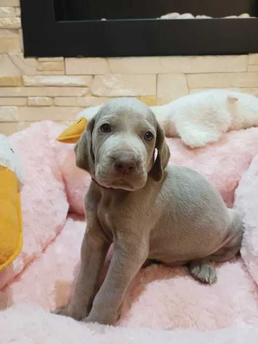 Wyżeł Weimarski domowo-rodzinny WEIMARANER