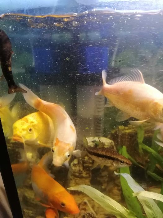 Продам карпа кои