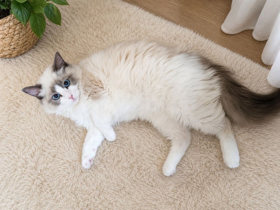 Ragdoll kocur zaprasza na krycie reproduktor