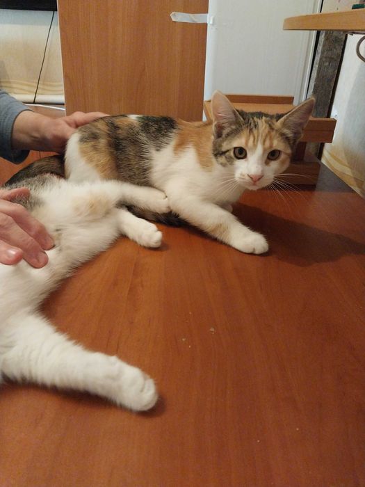 Віддам кошенят в добрі руки