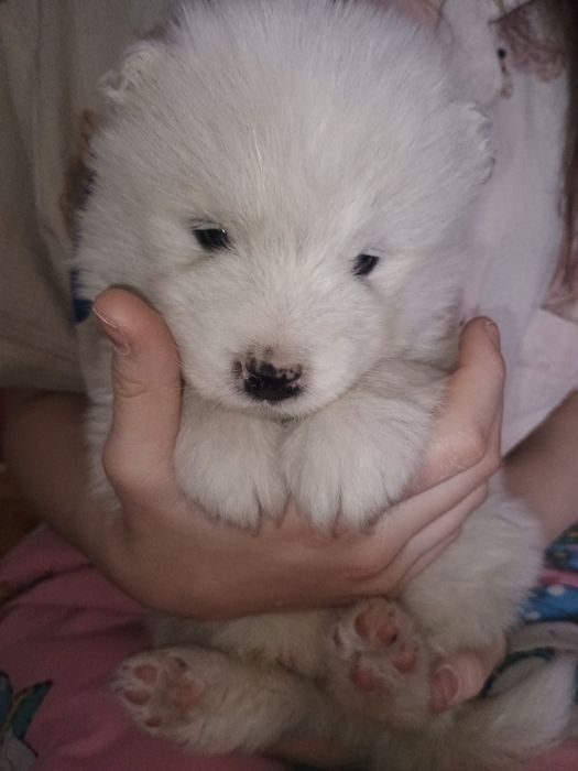 Цуценята самоїда