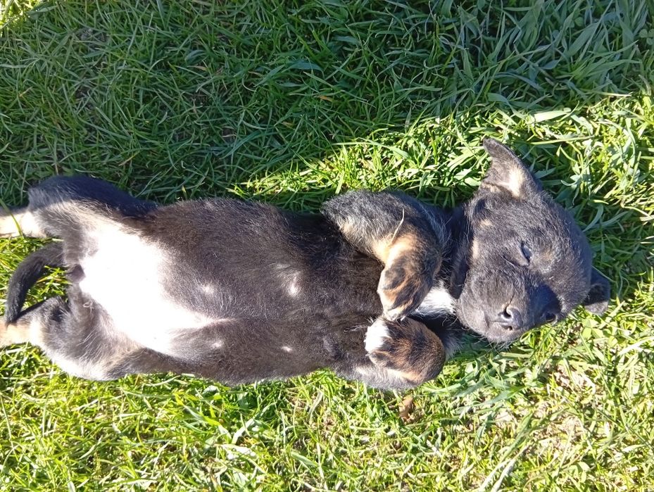 Oddam szczeniaka suczka