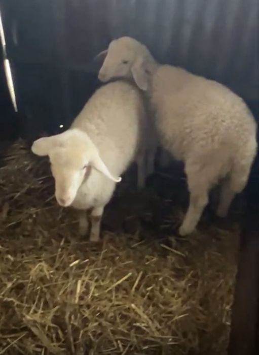 Casal de assaf com 3 meses