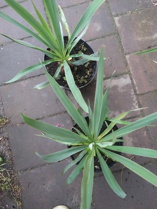 Sprzedam Juki Ogrodowe