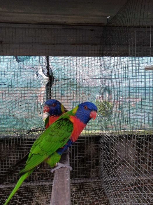 Vendo casal loris molucanos