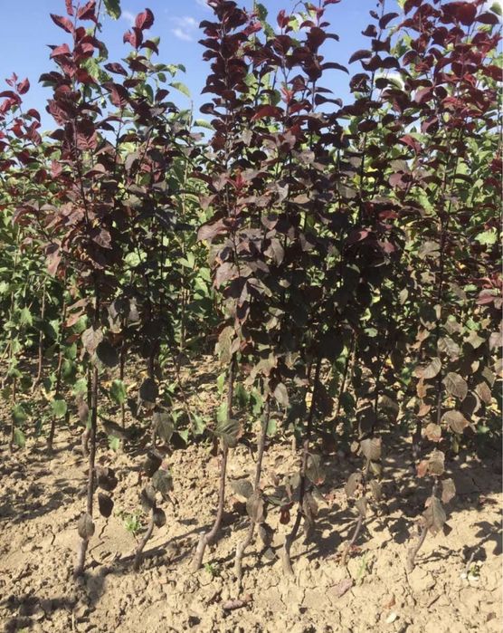 Саджанці плодових дерев ОПТ | Саженцы плодовых деревьев | Розплідник