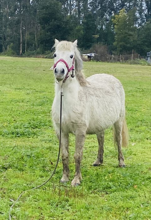 Vendo ponei cruzada arabe , cheia de um ponei pintas, 8 anos