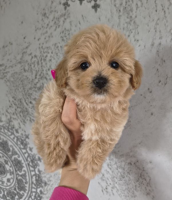 Śliczny piesek Maltipoo