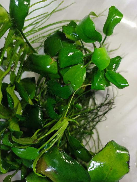 Anubias roślina akwariowa