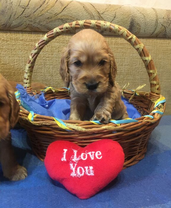 Породні, яскраві цуценята англійського кокер-спаніеля!