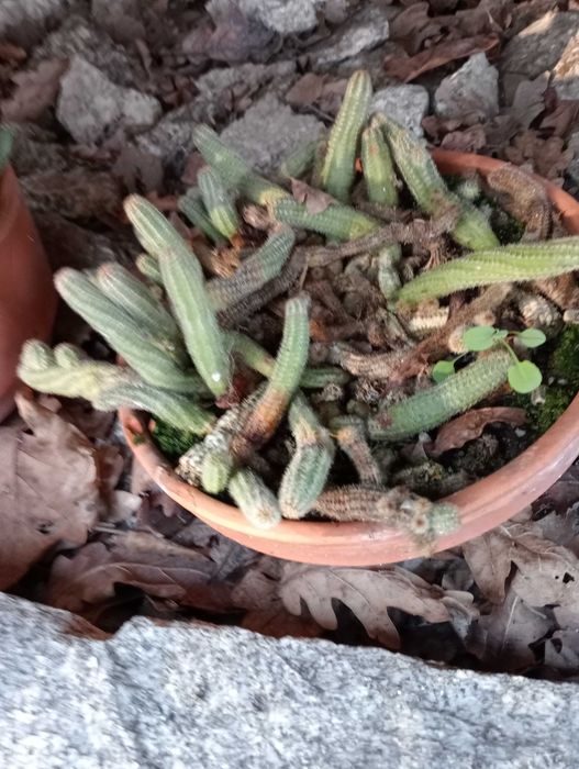Vasos de plantas naturais