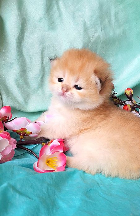 Ручные милашки, котята золотая шиншилла.