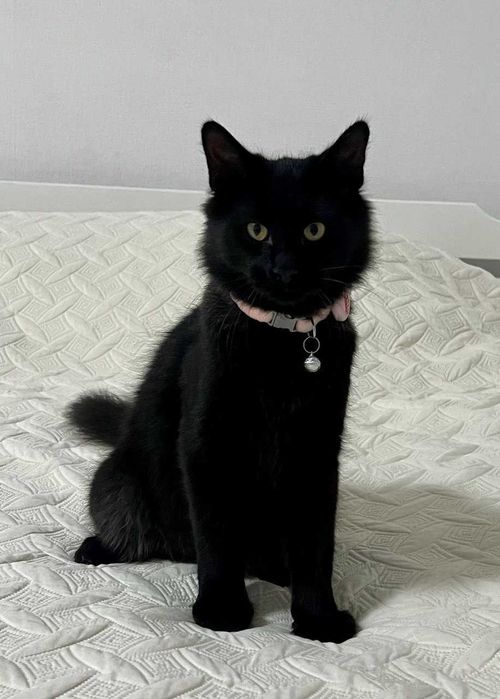 Котенок 8 месяцев (стерил) мальчик