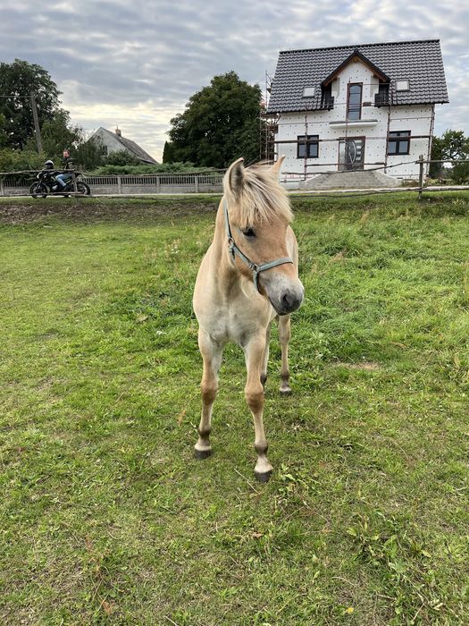 Sprzedam 7 miesięczną klacz rasy Fiord