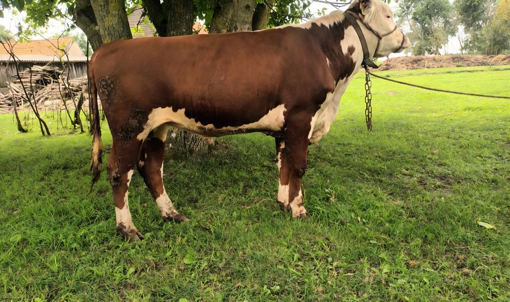 Byki hereford rozplodniki
