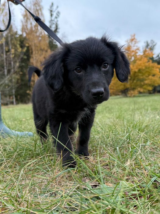 Lumen to radosny aktywny szczeniak.