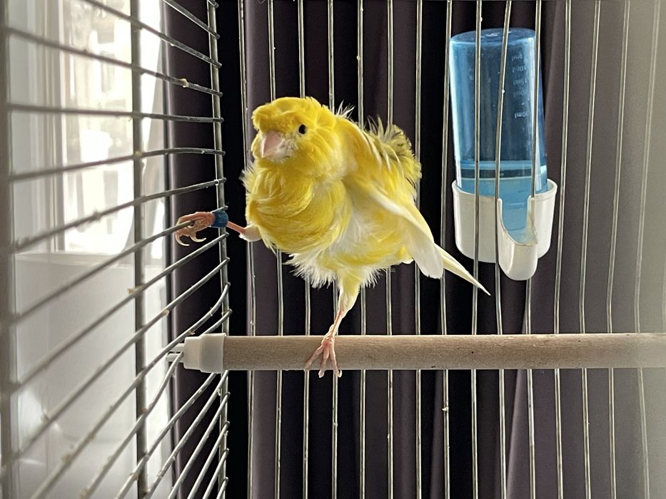 Клетка для канарейки