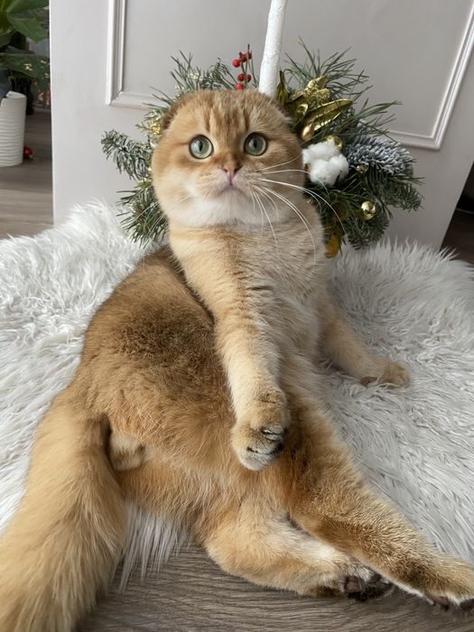 Шотладські золоті кошенята від елітних батьків