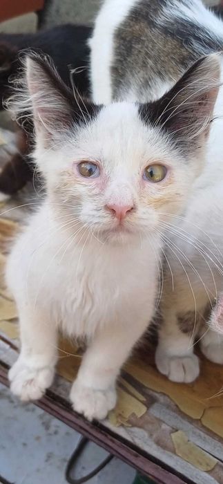 АЛЕКСАНДРОВКА. !Пропал котик!