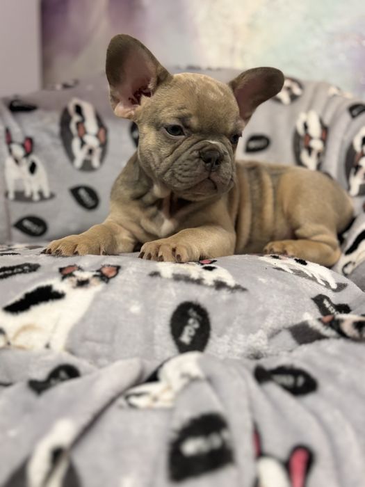 Дівчинка французький бульдог