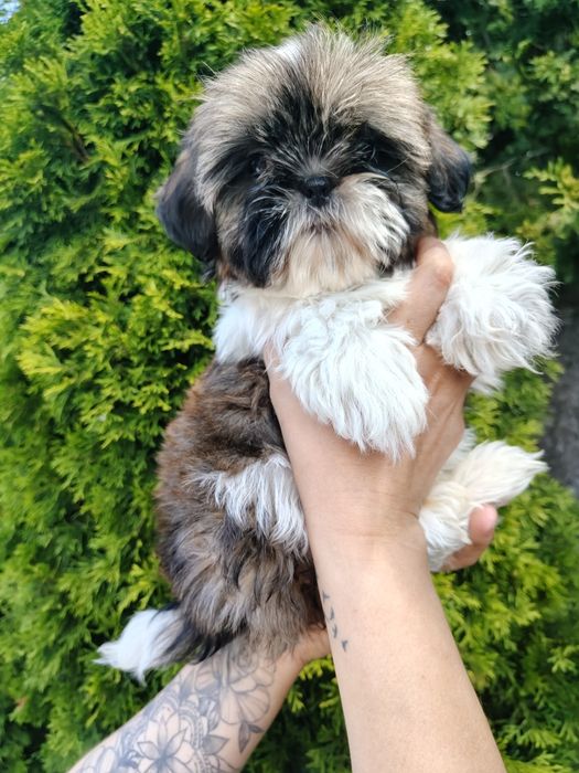 Piękna sunia Shih Tzu z rodowodem