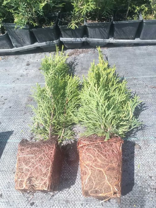Tuja tuje szmaragd  140-160cm doniczka , juta.   Dostawa GRATIS