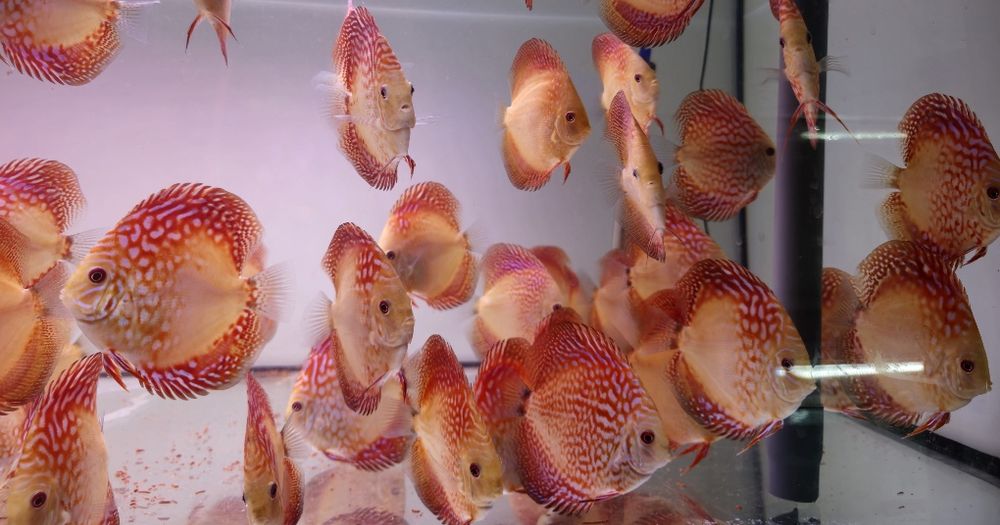 Discus em stock mais 1000 peixes nascidos este ano
