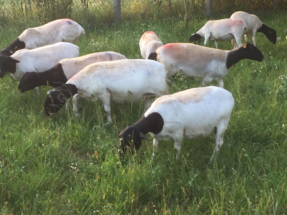 Продаю вівці Дорпер