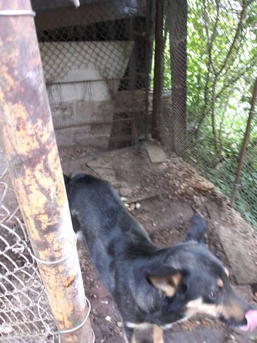 Собачка в добрі руки!