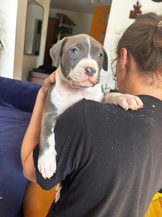 American Bully XL suczka ABKC