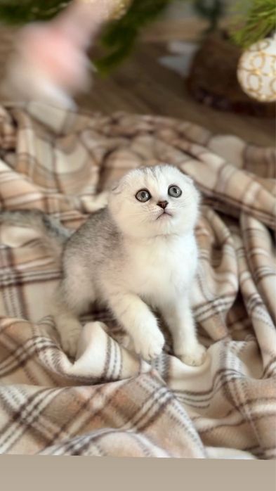 Шотландська киця чистокровна породиста висл шотландка срібнаа