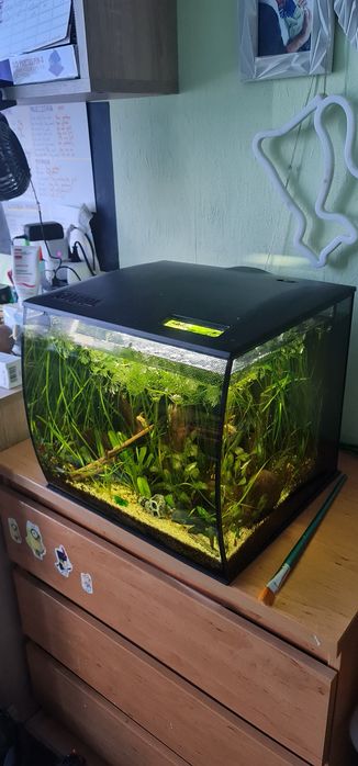 Akwarium kompletne plus rybki  l144 snow white long fin ,około 20sztuk