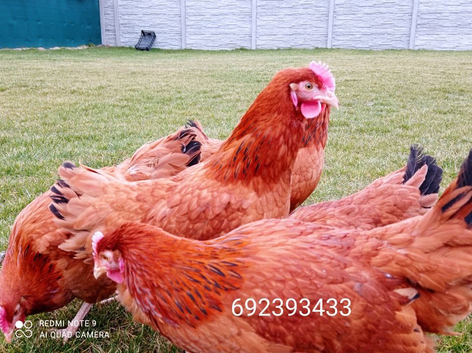 Rossa młode kurki kokoszki rosa , leghorn kury, zielononóżki-Wysylamy