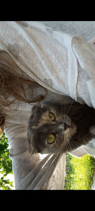 Отдам молодую кошечку вислоушку в хорошие руки