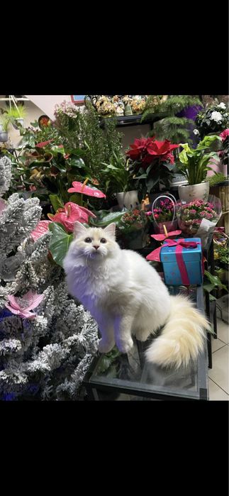 Котёнок, котик, кошеня, регдолл, рэгдолл.