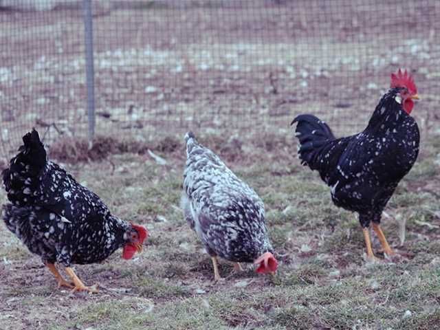Інкубаційне яйце.(Курчата) Леггорн – синя, куріпчаста, мармурова.