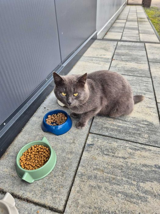 Kotek brytyjski do adopcji