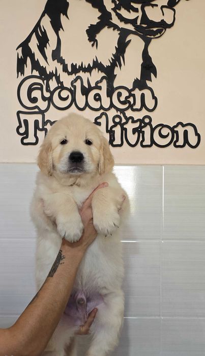 Цуценята ретривера