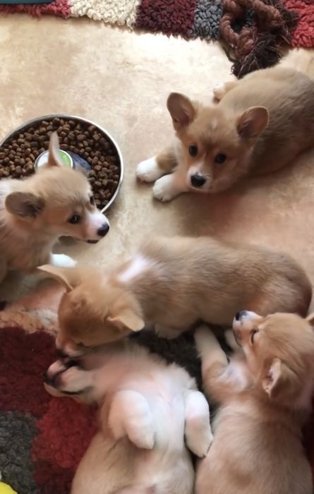 Девочки Коржики милашки чистокровные