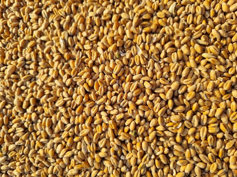 Pszenica ozima Euforia/Wilejka