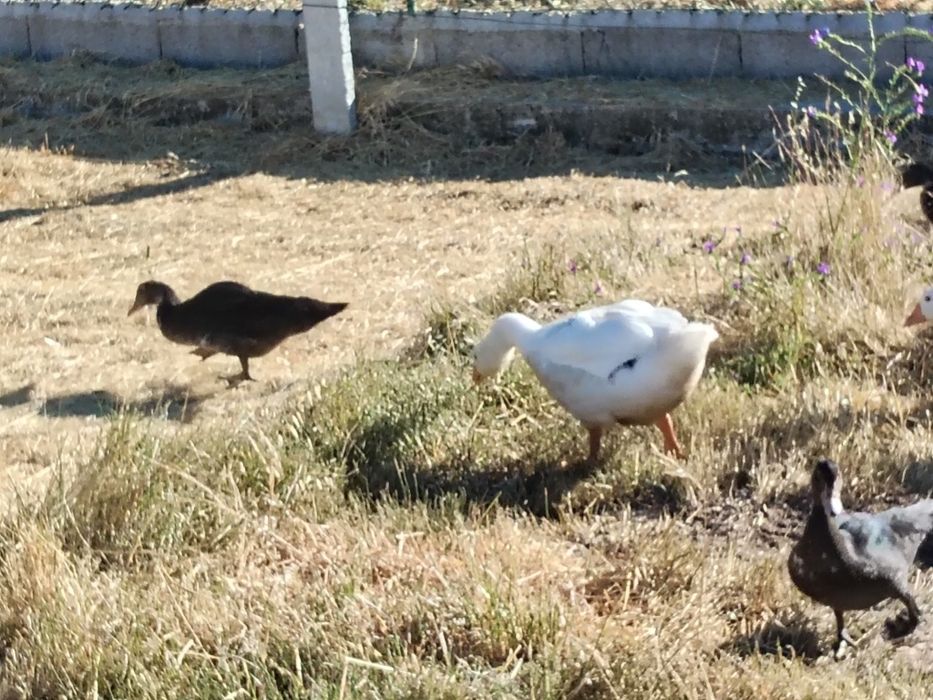Vendo patos mudos e patos bravos
