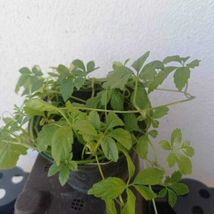 vendo planta jiaogulan -planta da imortalidade